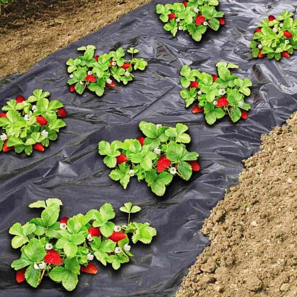 Агроволокно Growtex 50г/м2 1.6м х 10м Чорне