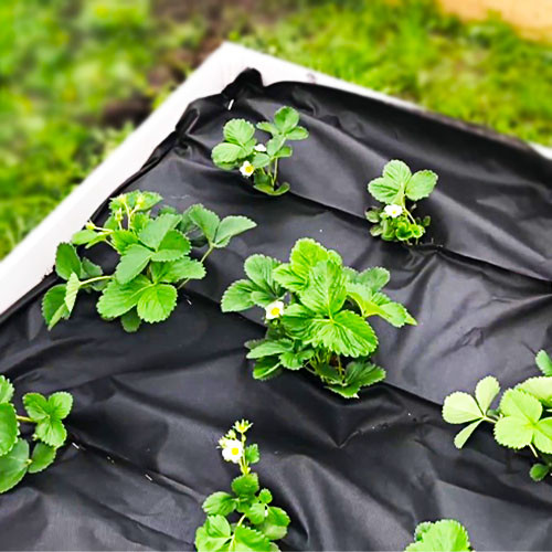 Агроволокно Growtex 50г/м2 3.2м х 50м Чорне