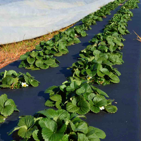 Агроволокно Growtex 50г/м2 3.2м х 50м Чорне